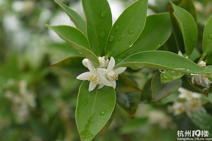 今年的金桔花比往年要开得晚些-花鸟鱼虫-居家生活-杭州19楼