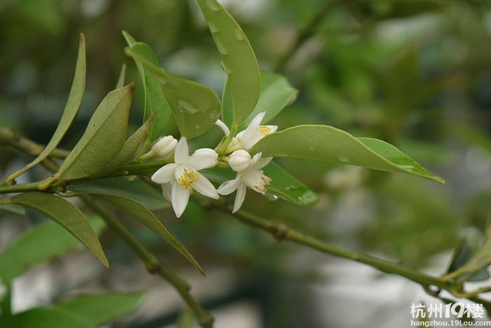 今年的金桔花比往年要开得晚些-花鸟鱼虫-居家生活-杭州19楼
