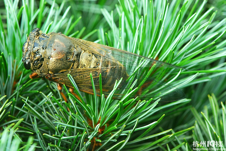 夏天来了、知了叫了-活动-拉风活动营-杭州19
