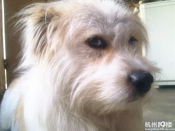 晒晒我领养的傻狗家家-家有宠物-杭州19楼