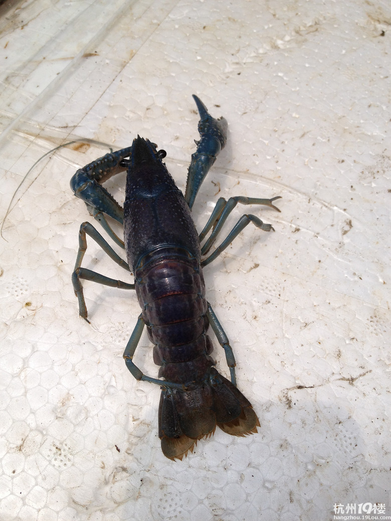 发现一只蓝色的小龙虾-口水-口水乐园-杭州19