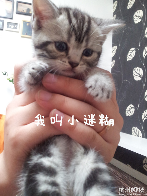 自養(yǎng) 6月1日出生 純種美國短毛銀色虎斑~~超萌無敵