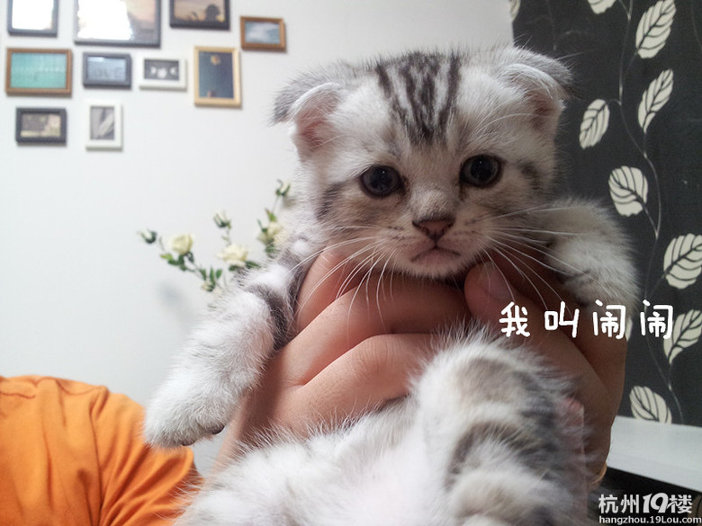 自養(yǎng) 6月1日出生 純種美國短毛銀色虎斑~~超萌無敵