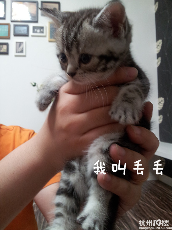 自養(yǎng) 6月1日出生 純種美國短毛銀色虎斑~~超萌無敵