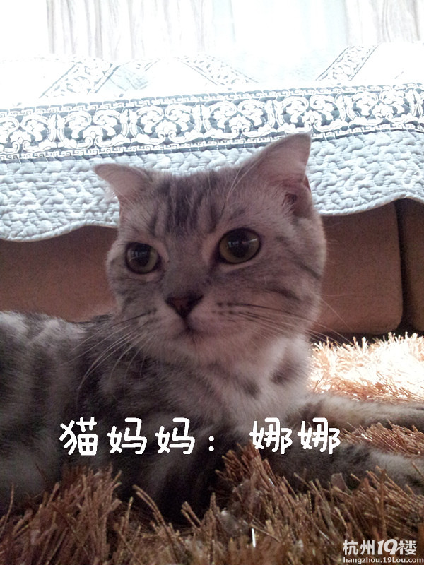 自養(yǎng) 6月1日出生 純種美國短毛銀色虎斑~~超萌無敵