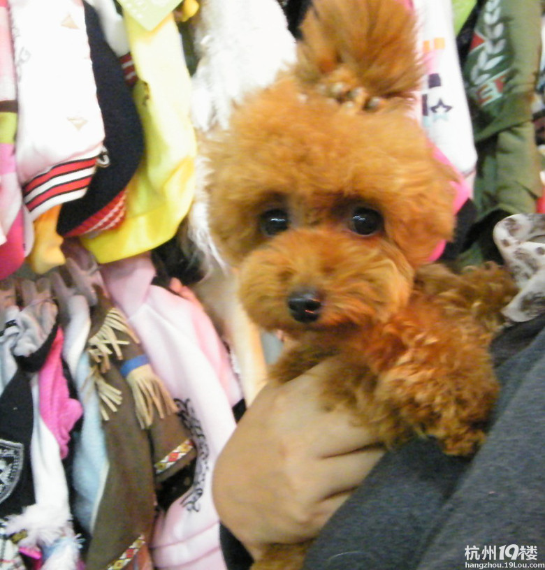 三墩西湖科技园5000元寻狗---小多今天找回来