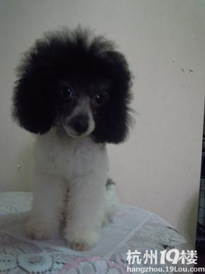 灰白花贵宾 sissi 公主 <em>披头</em>散发不雅照-爱宠分