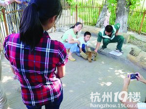 剛滿月幼虎被迫每天“工作”6小時 合影一張100
