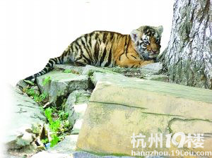 剛滿月幼虎被迫每天“工作”6小時 合影一張100