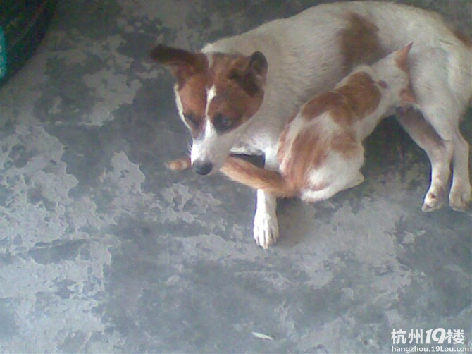 偶家猫猫吃狗奶可爱的狗狗尽显大爱