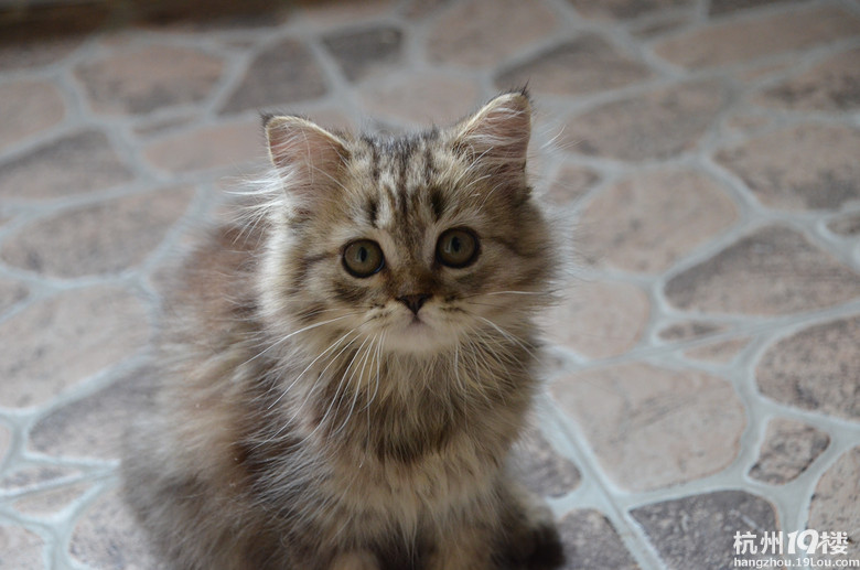 超萌的小金金(等待领养)