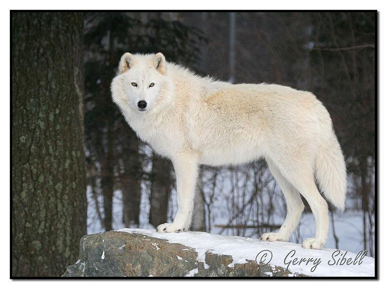 晒晒搜集到的白狼图片--极地白狼!