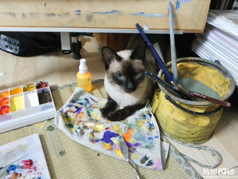 暹罗妹妹<em>找帅哥</em>-无偿征婚-家有宠物-<em>杭州</em>19楼