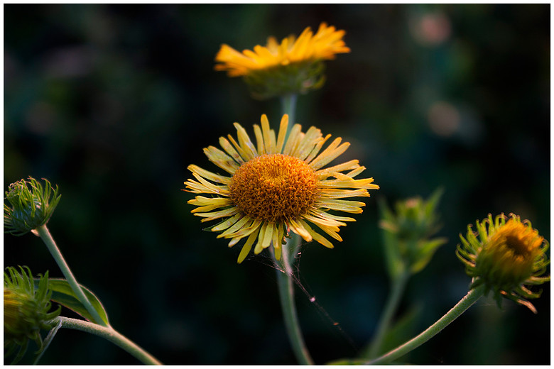 哈利波特8-《<em>小洁妹纸</em>与混血美女》-19摄区-杭