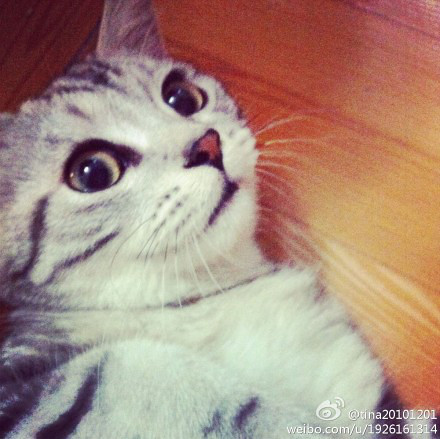 出售纯种美国银斑短毛猫mm一只