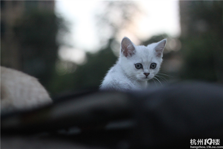 英短2月大小猫咪视频&写真分享---我家一对剩