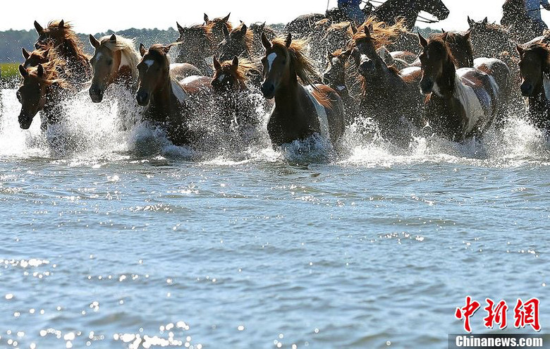 美国弗吉尼亚州野马大迁徙-美景-养眼搞笑-杭