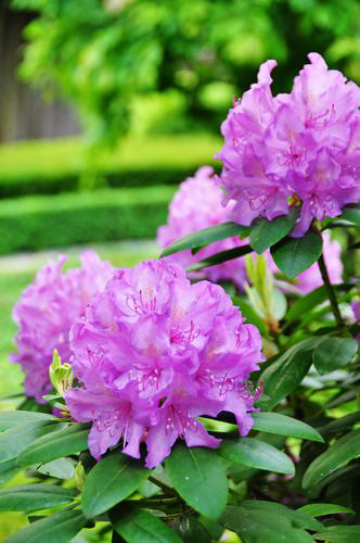 荷兰首都阿姆斯特丹附近村庄风景-19摄区-杭州19楼