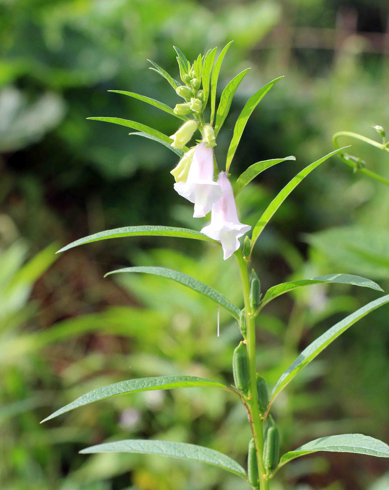 芝麻开花节节高