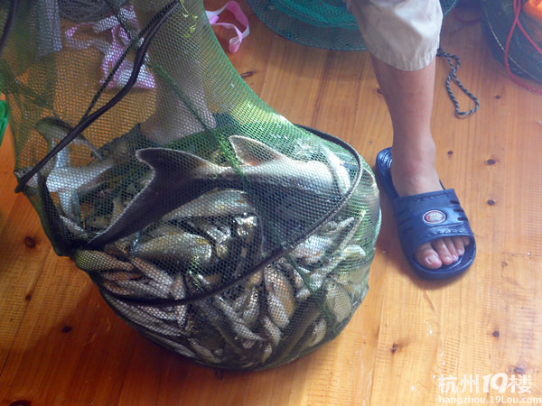 我在千岛湖好运岛度假房搞的渔获--秀一下哈哈