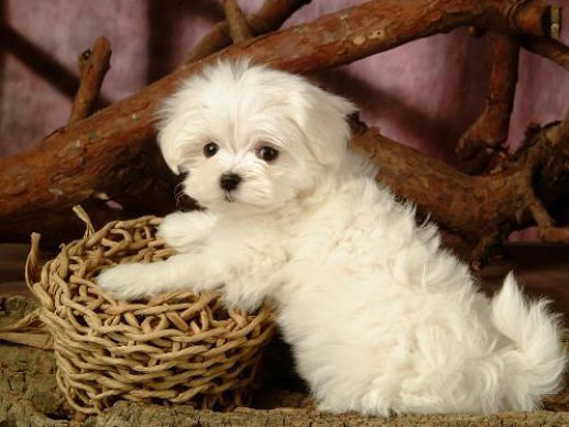 可爱小白狗,很漂亮的