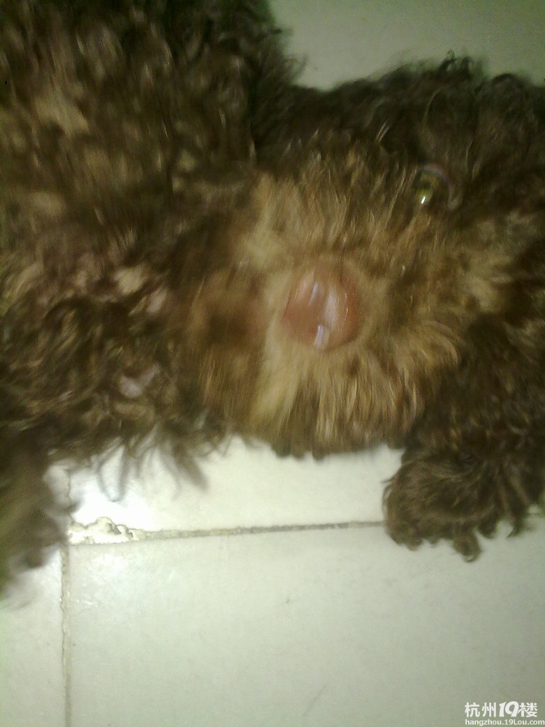 狗狗皮肤病 使用土方治疗全过程(图片)-家有宠