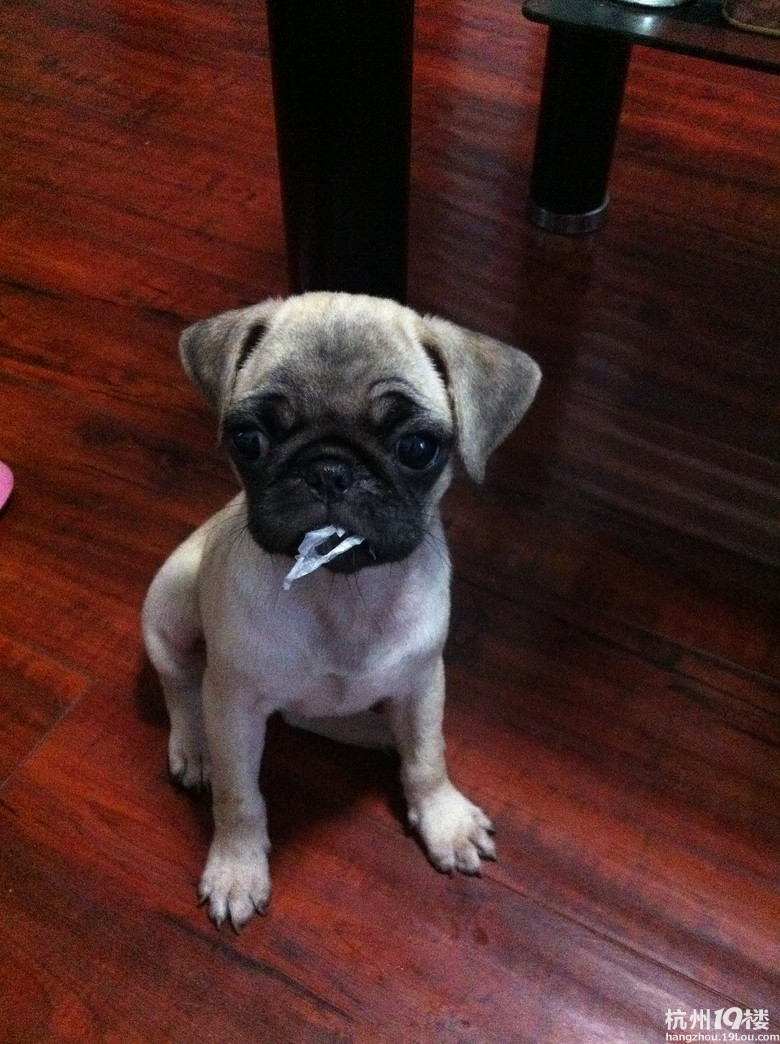 世界上最忧伤的狗狗,可爱小巴哥 求收养-家有宠