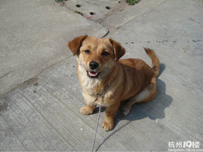 家养小型犬送样-家有宠物-杭州19楼