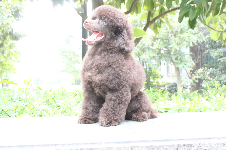 什么叫深巧克力,你们能猜出多大了?-宠物相关