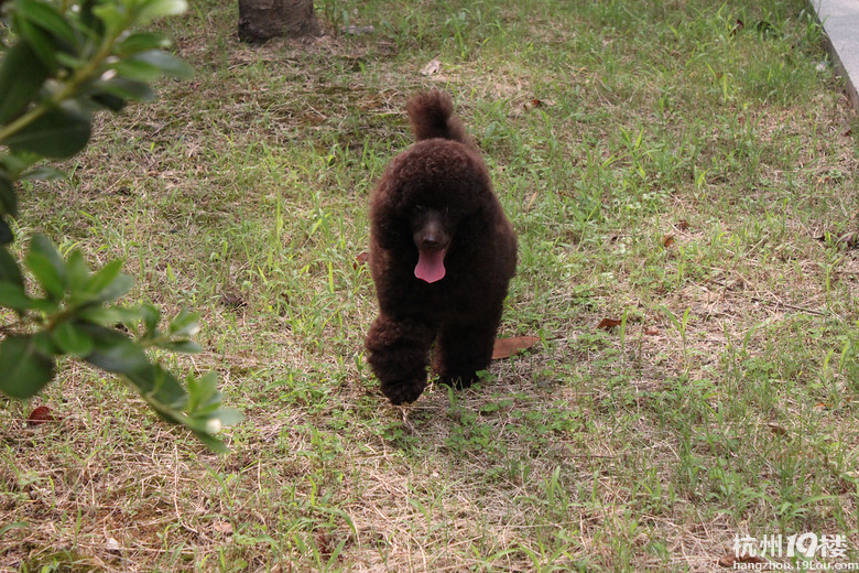 什么叫深巧克力,你们能猜出多大了?-宠物相关