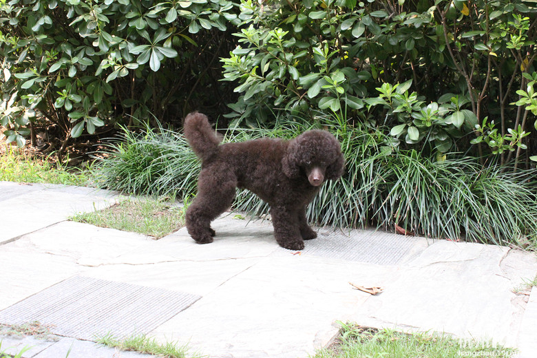 什么叫深巧克力,你们能猜出多大了?-宠物相关