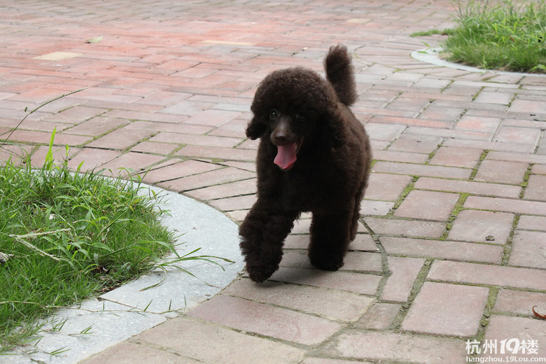 什么叫深巧克力,你们能猜出多大了?-宠物相关