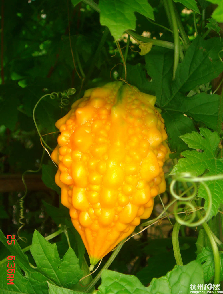 人老珠黄的苦瓜-口水-口水乐园-杭州19楼