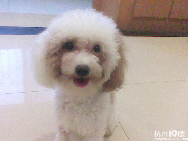 狗老公_女人与公犬做的群_老公用狗上老婆视频-飞流 ...