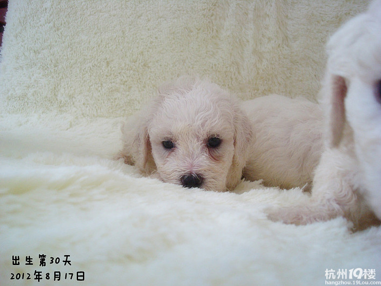 想养狗,谁家有自家宝宝生的,适合出售的宝贝请