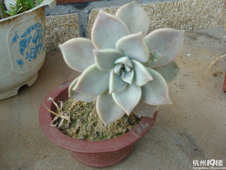 忙里偷闲学养花草-居家生活-杭州19楼