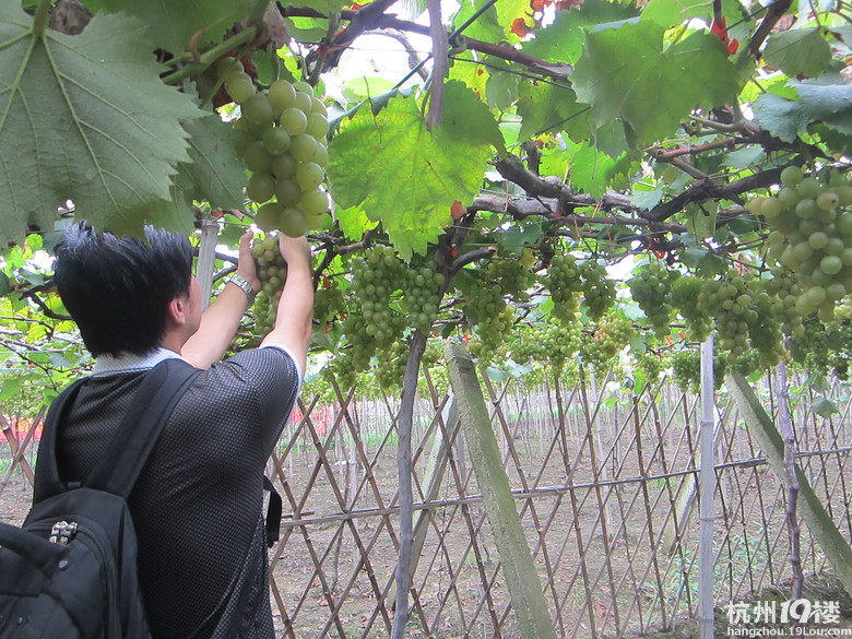 周末东洲岛摘葡萄!-婆媳关系-杭州19楼