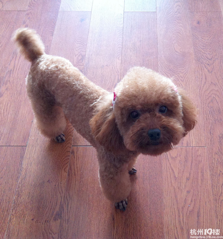 红贵小美女找老公&黑银迷雪小帅哥找老婆-爱