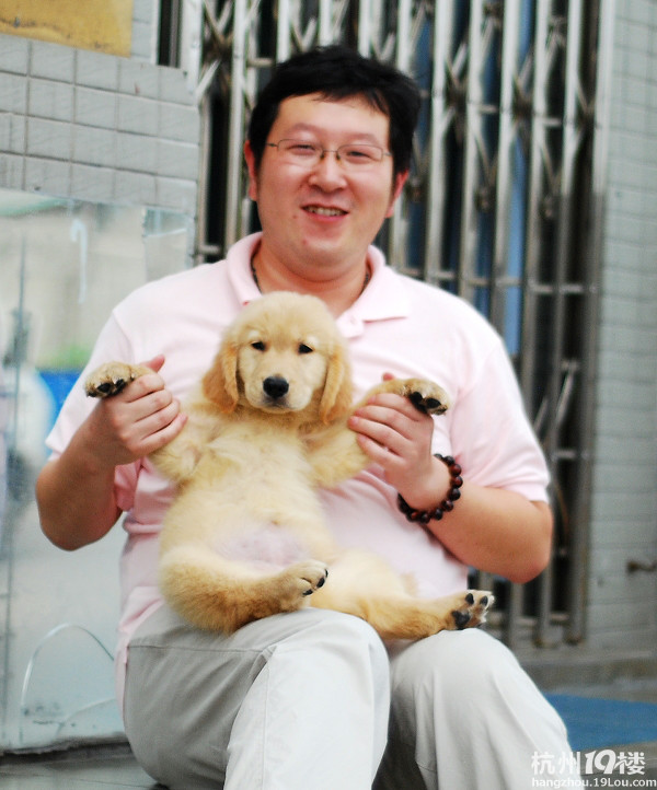 杭州金毛寻回犬俱乐部小奶狗回家前留影-爱宠