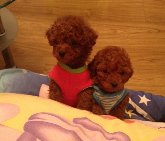 波泰迪熊价格 特价泰迪犬 泰迪幼崽泰迪照片纯