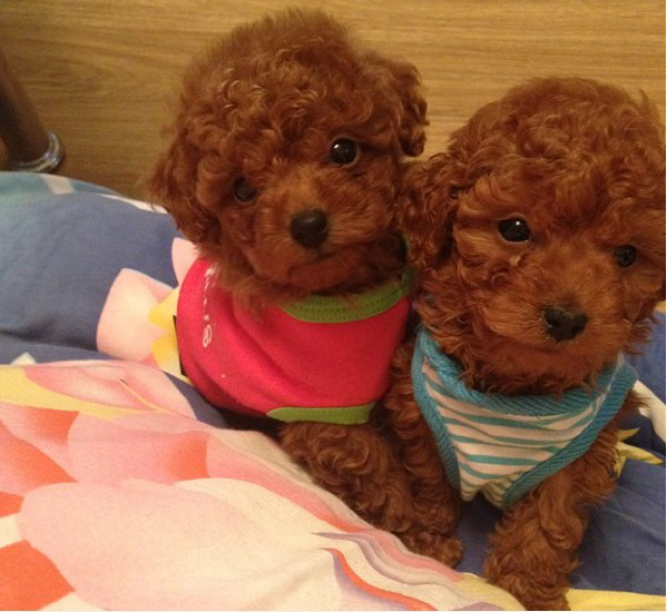 宁波哪里有卖泰迪犬多少钱 家养泰迪熊照片 看