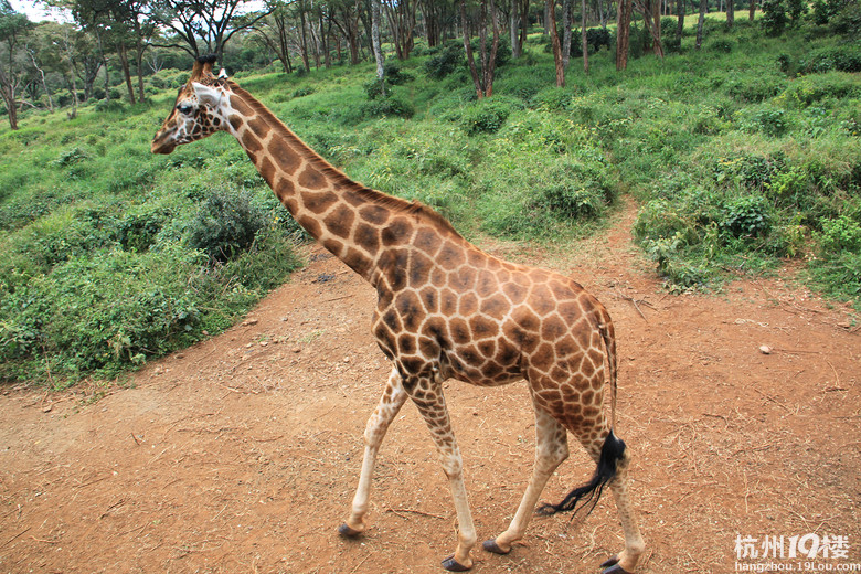 野性的召唤--2012暑假肯尼亚国家公园之行小记