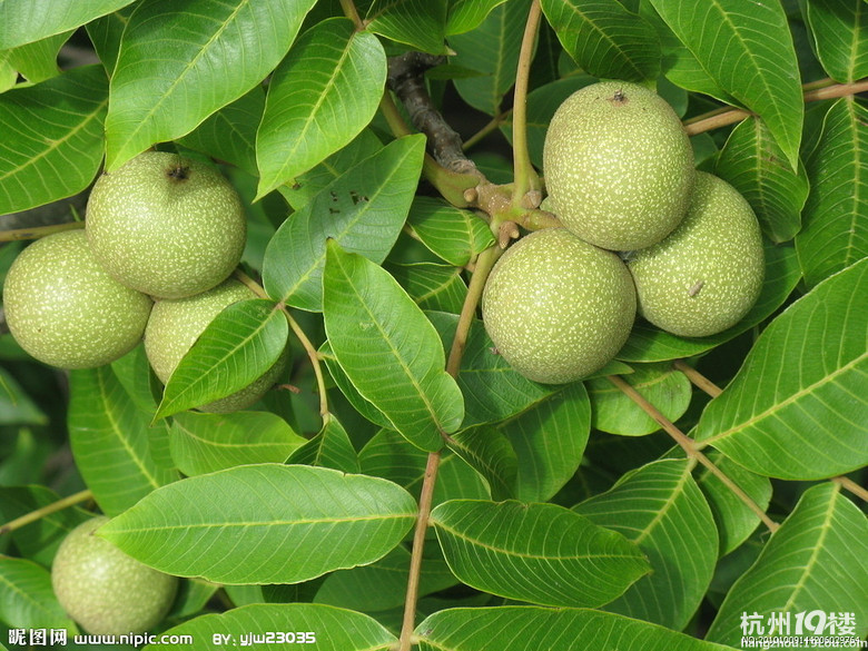 核桃竟然可以这么吃?新疆青皮核桃最近很火。