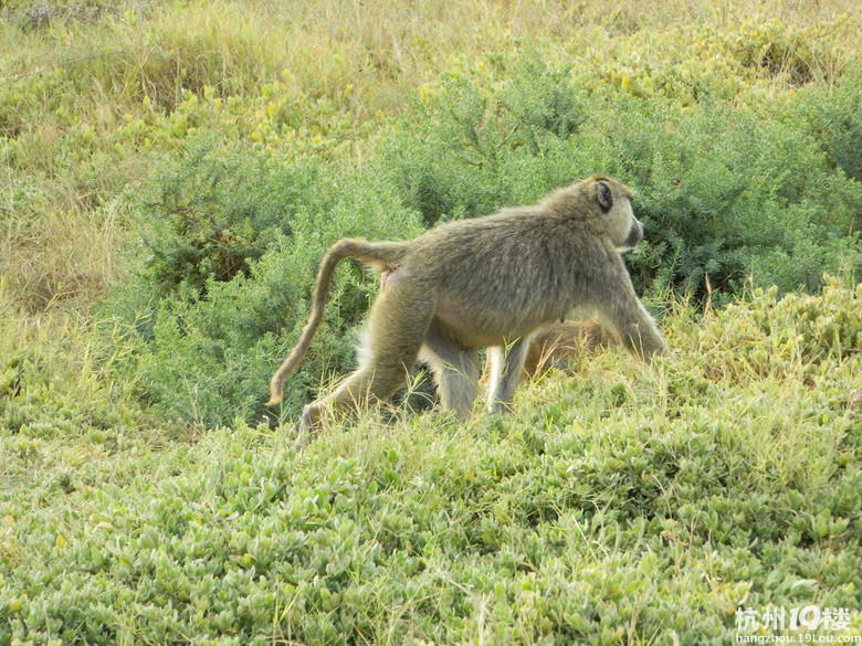 野性的召唤--2012暑假肯尼亚国家公园之行小记