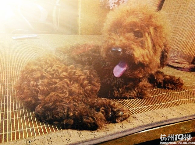 吾家有女初长成(1岁玩具贵宾征婚啦)!-爱宠分享