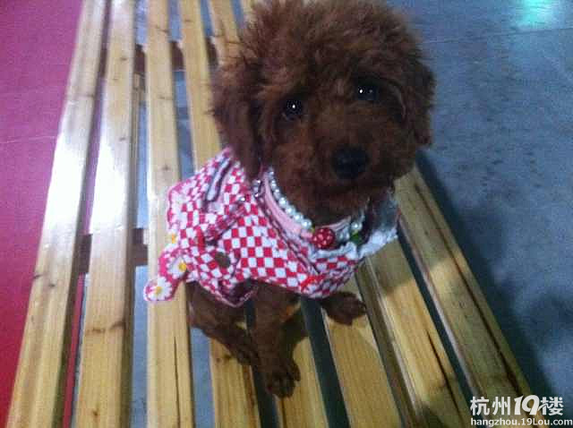 吾家有女初长成(1岁玩具贵宾征婚啦)!