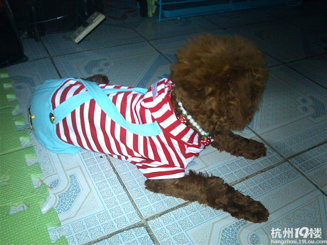 吾家有女初长成(1岁玩具贵宾征婚啦)!