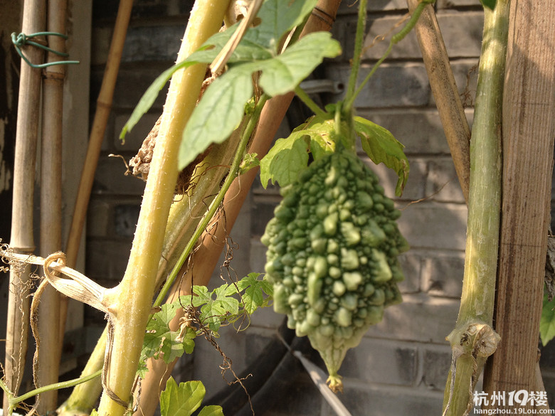 [5隊(duì)]蟄伏了很久,來(lái)個(gè)深度胡同美食集吧