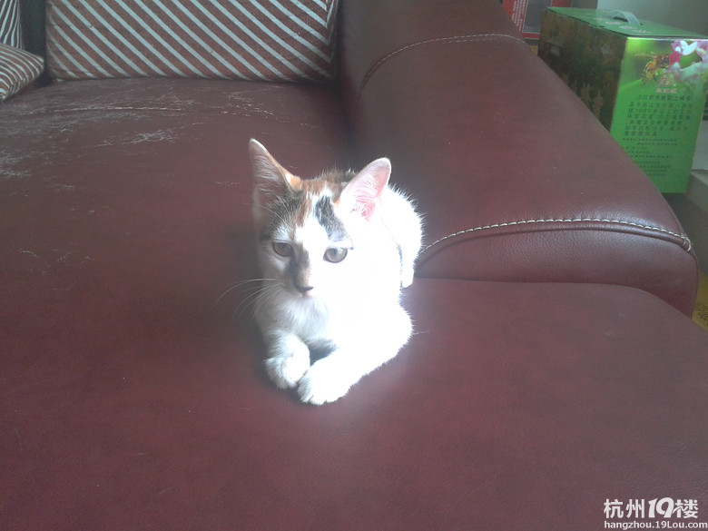 急送三月大三花猫MM一只-家有宠物-杭州19楼