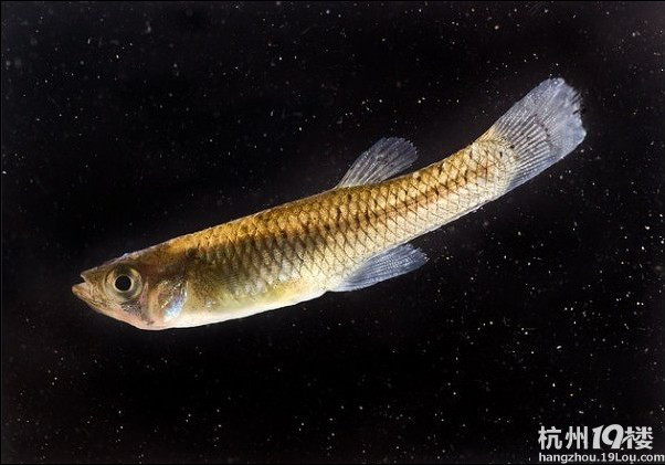 点12大野蛮入侵鱼种:北方蛇头鱼可离水存活数